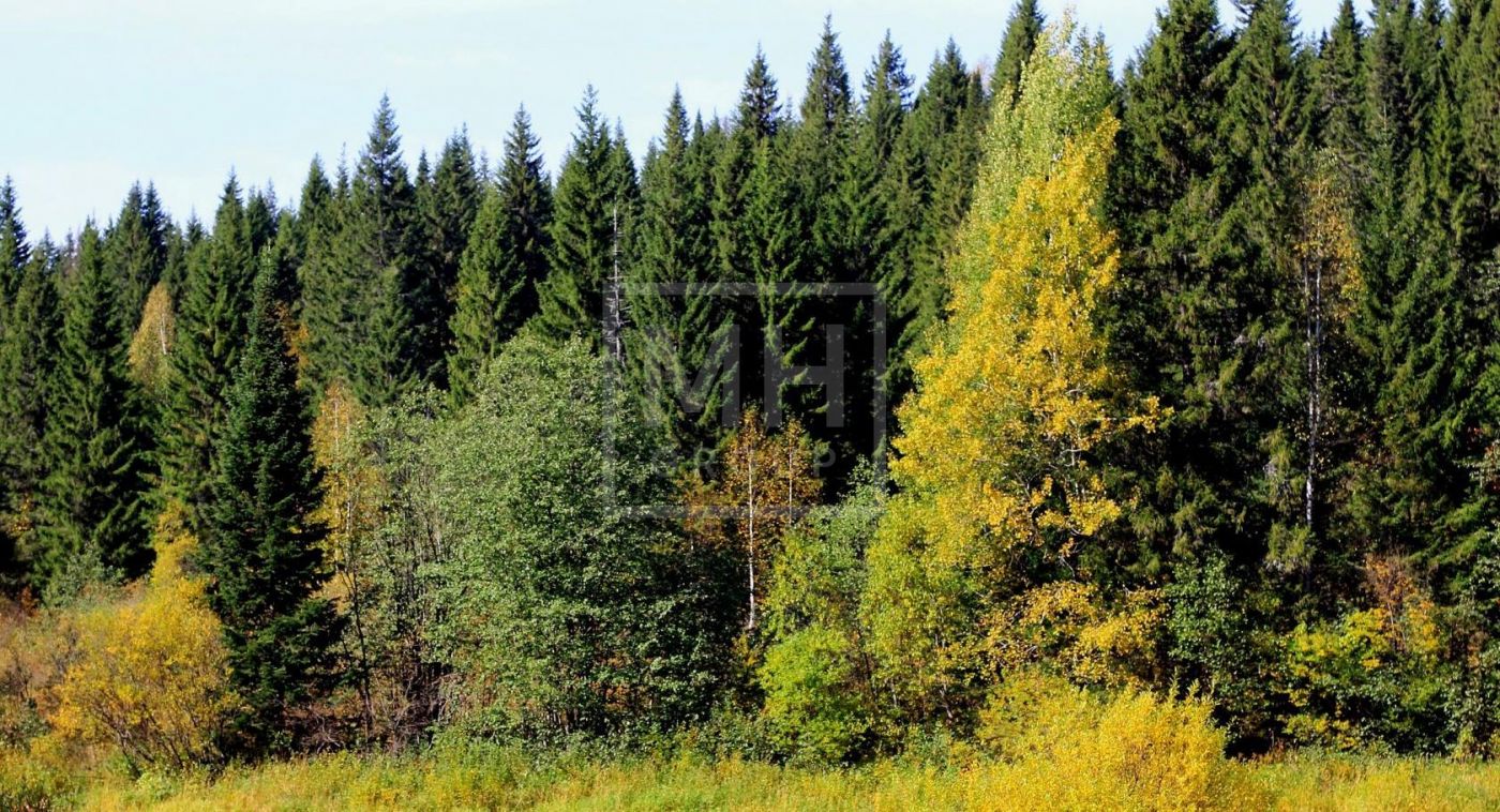 Участок с лесом в Николино