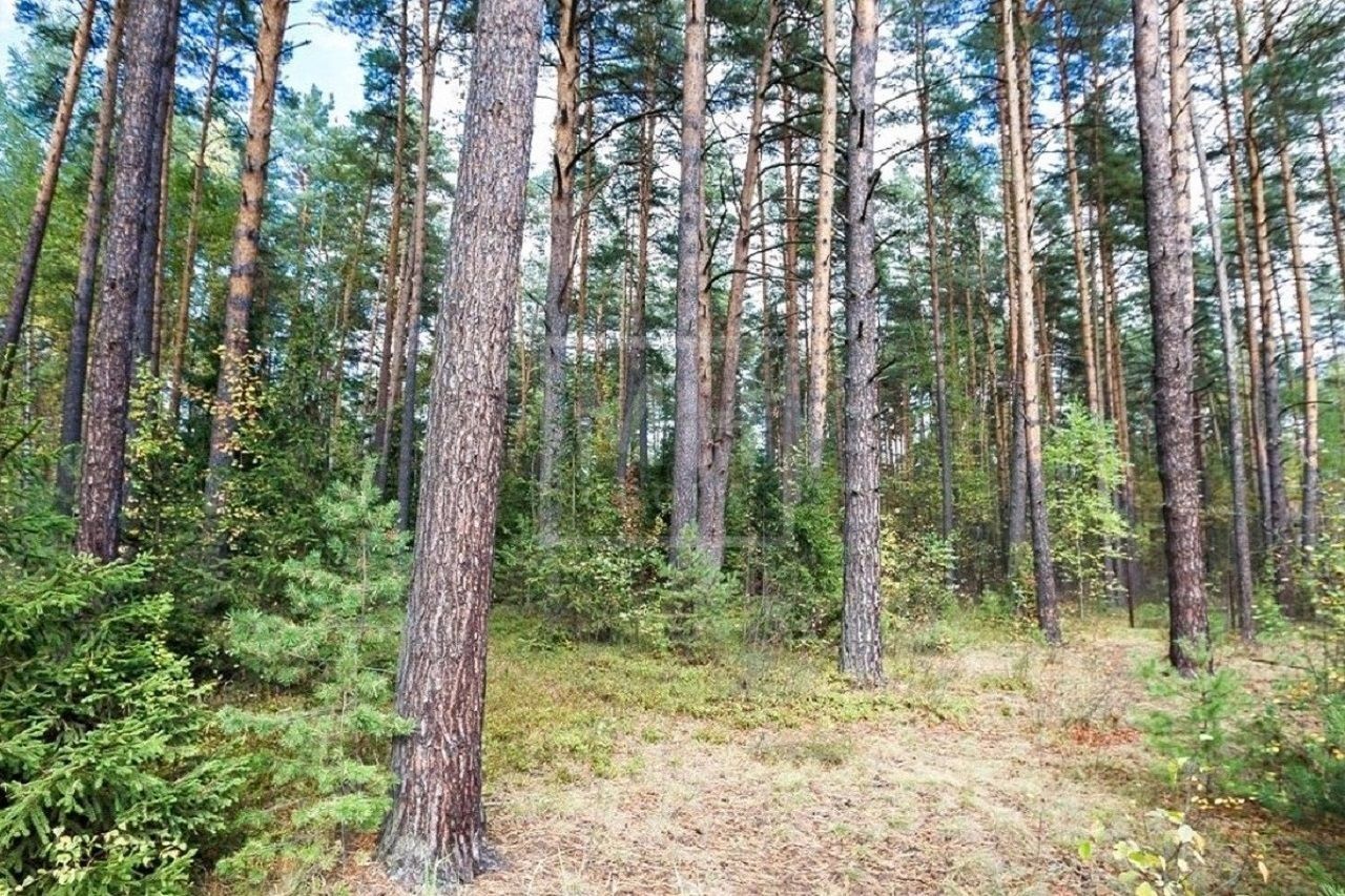 Лесной участок