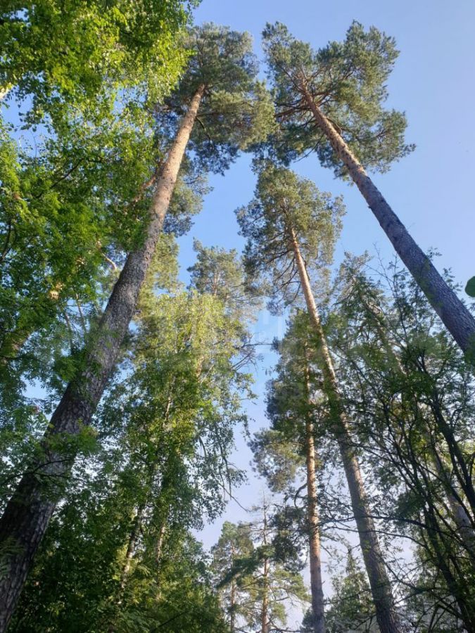 Лесной участок в КП Никологорский - фото 2